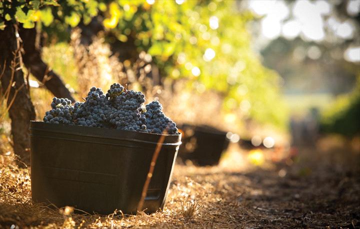 Cape Mentelle Red Grapes in bucket