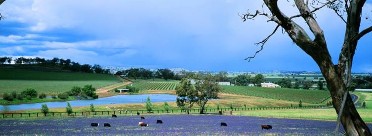 Falls vineyard lavender