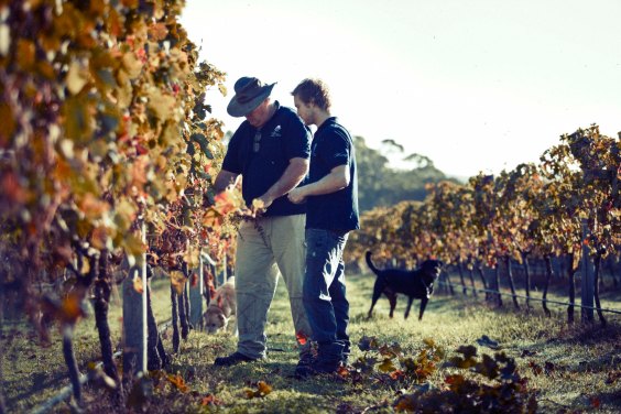 Windance Father and son in law amongst vines