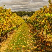 Fraser Gallop Vinerows