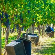 Fraser Gallop Vintage