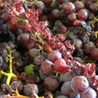 Gralyn muscat_raisin_1_20140930_2071203400