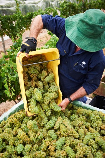 Vasse Felix-Chardonnay-Harvest