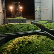 Aravina Winery at night