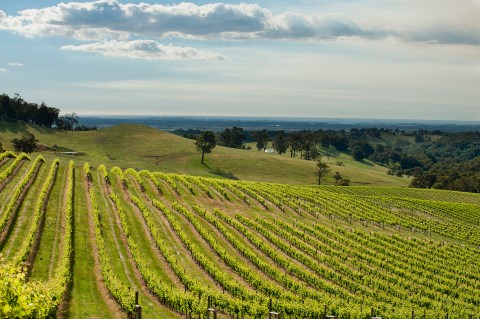 Willow Bridge Vineyards.jpg