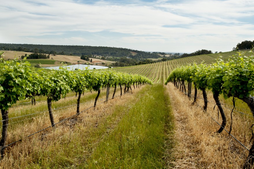 Willow Bridge Wine Rows