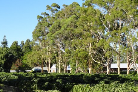 Moojelup Vineyard