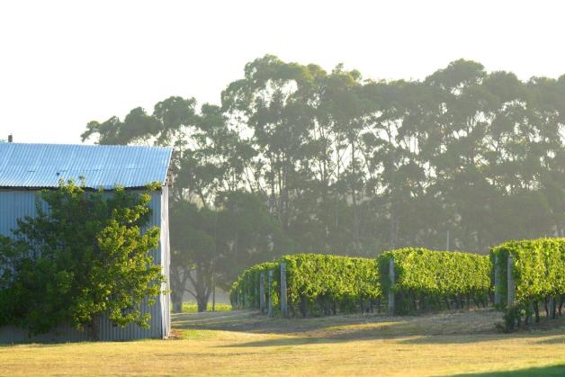 Rosily shed and vines PIC_0067r