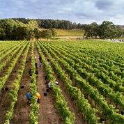 Clairault harvest 2018
