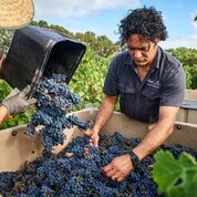 Clairault harvest sorting.jpeg