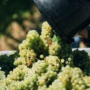 Howard Park Chardonnay grapes