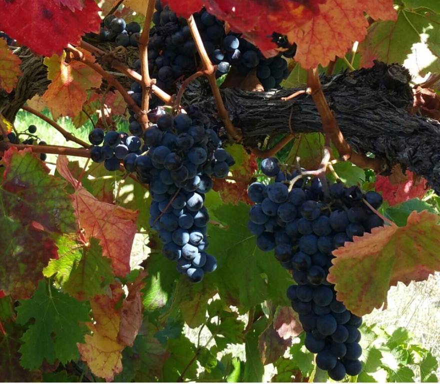 Settles Ridge Cabernet