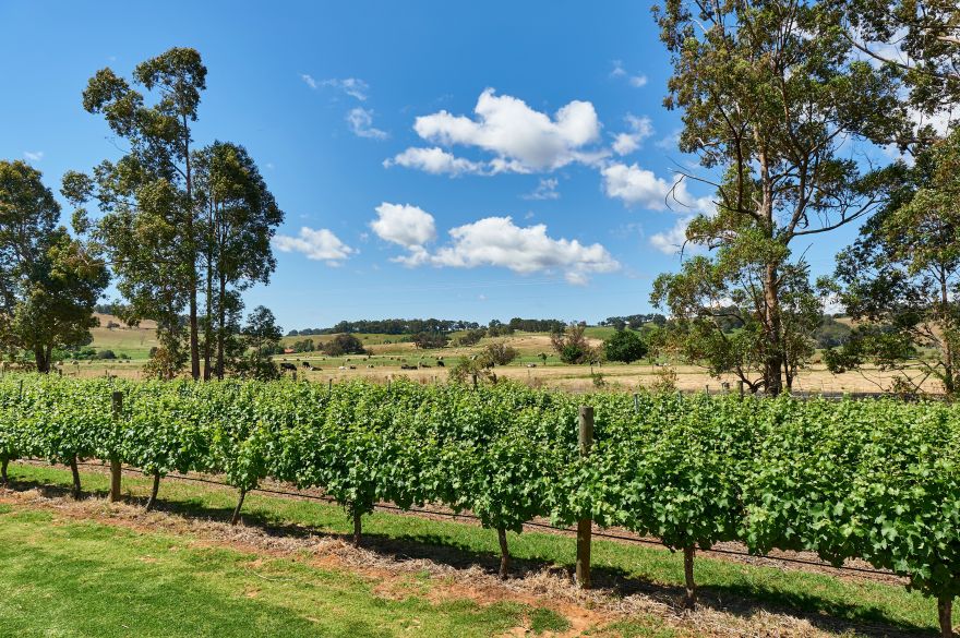 St Aidans Vineyard QWHQyxuA