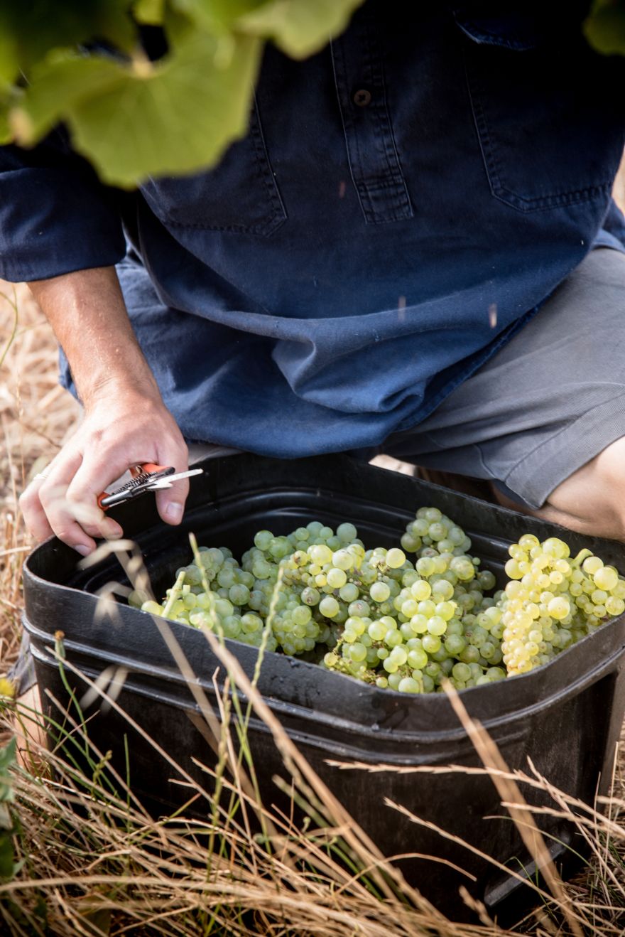 aravina bucket grapes x5xSDvnw